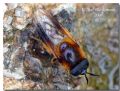 Callicera sp.